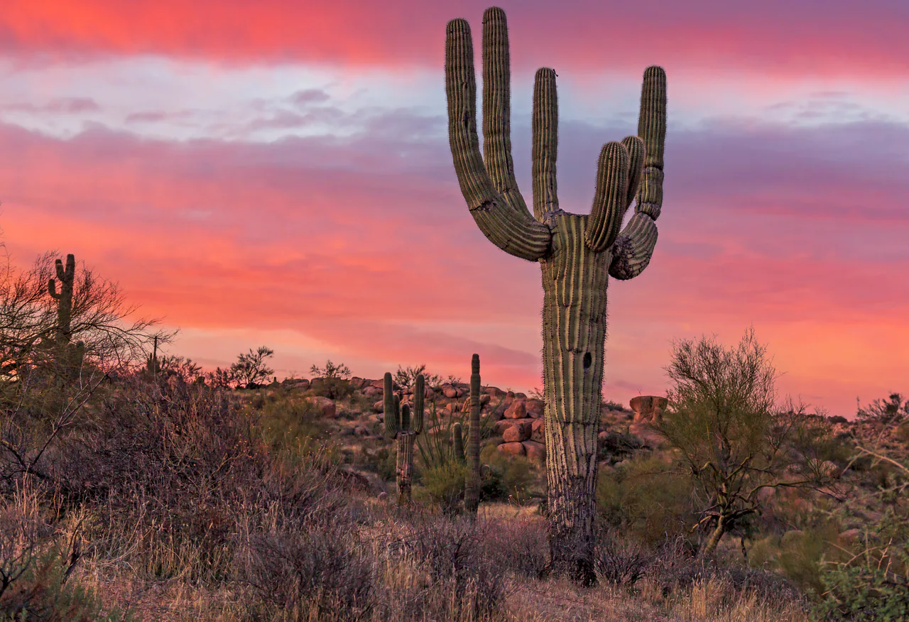A tall saguaro cactus silhouetted at sunrise in the Sonoran Desert of southern Arizona