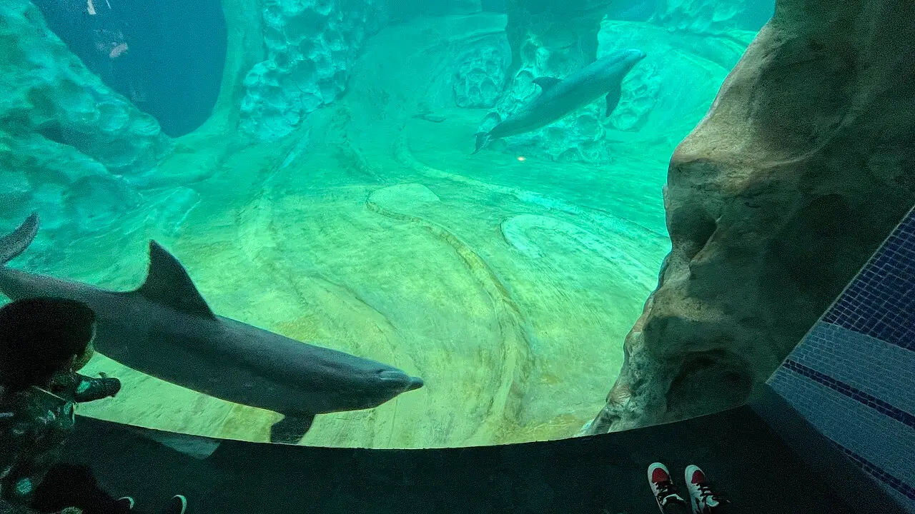 Visitors walking through an underwater tunnel exhibit at Georgia Aquarium