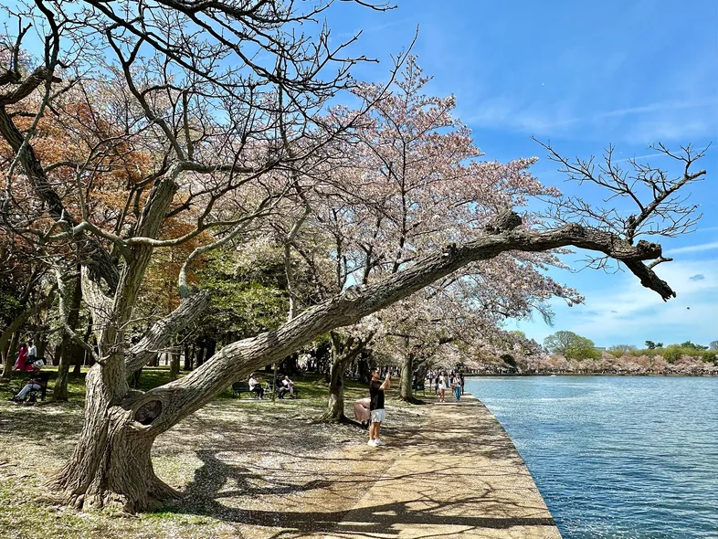 Cherry trees in bloom around the Tidal Basin in Washington DC