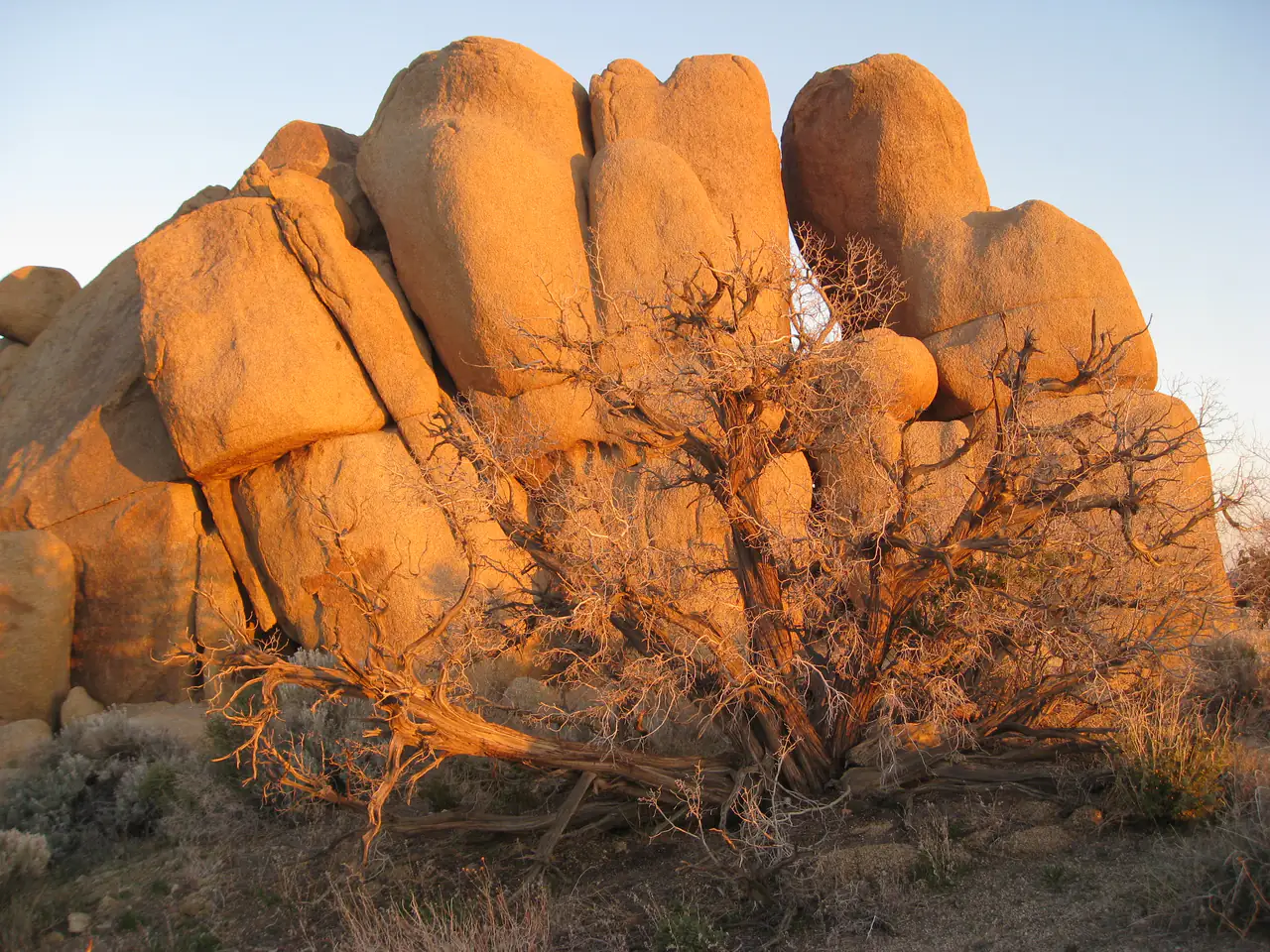 Boulders and a weathered juniper in Joshua Tree National Park at sunset