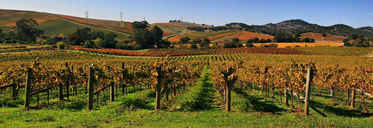 Rows of vines on rolling hills in the Napa Valley wine country