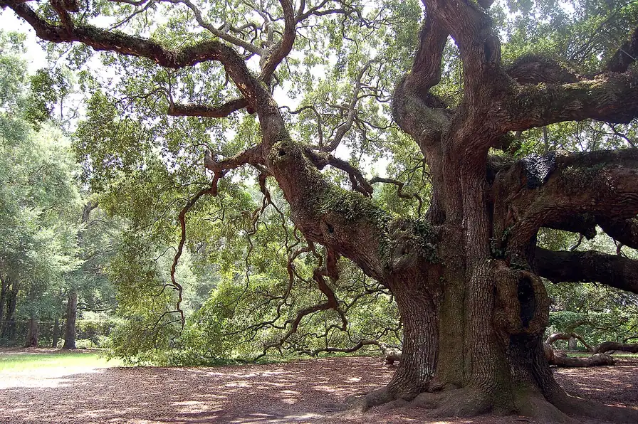 The vast spreading limbs of the Angel Oak live oak tree on Johns Island