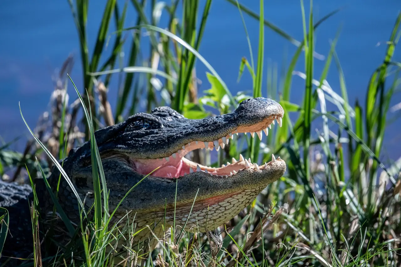 Close-up of an American alligator with its mouth open in marsh grass, pink palate and teeth against blue water