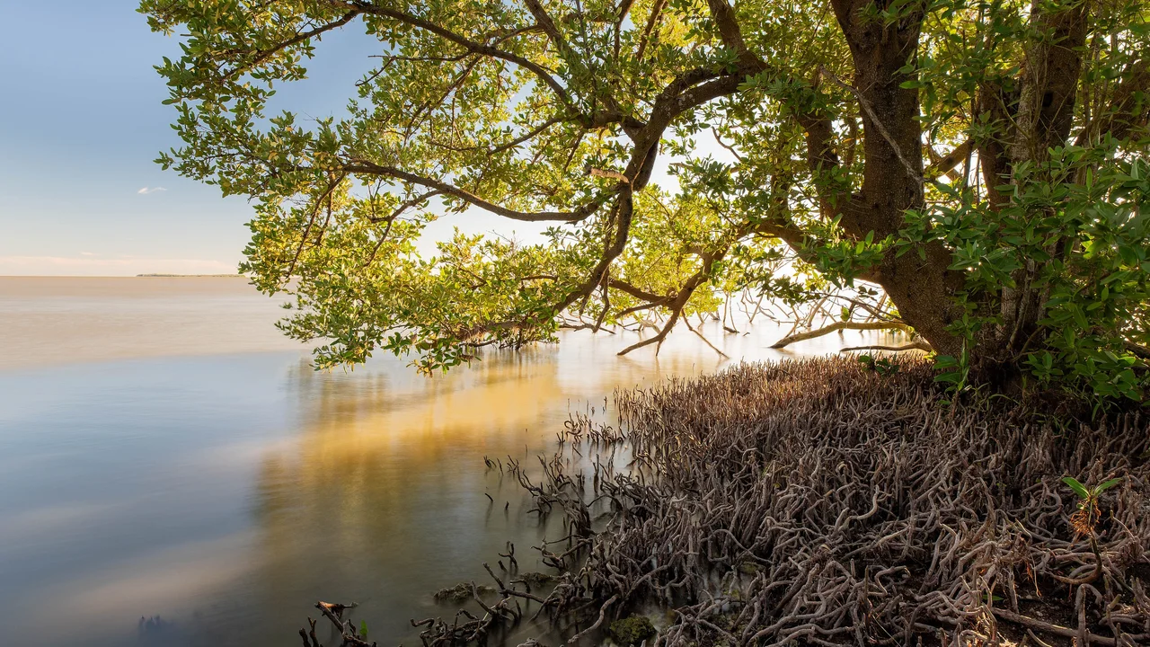 A mangrove leaning out over calm, shallow bay water in Everglades National Park, its dense aerial roots covering the shoreline