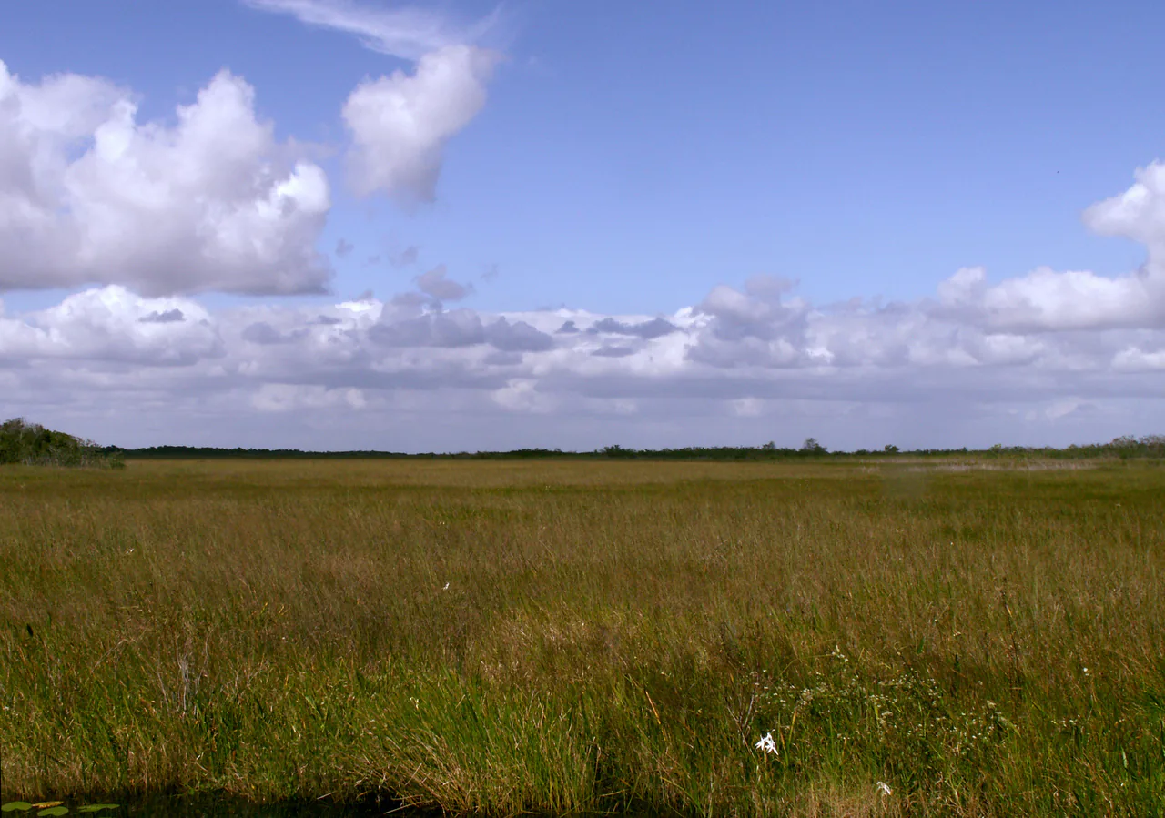 Open sawgrass prairie stretching to the horizon in Everglades National Park