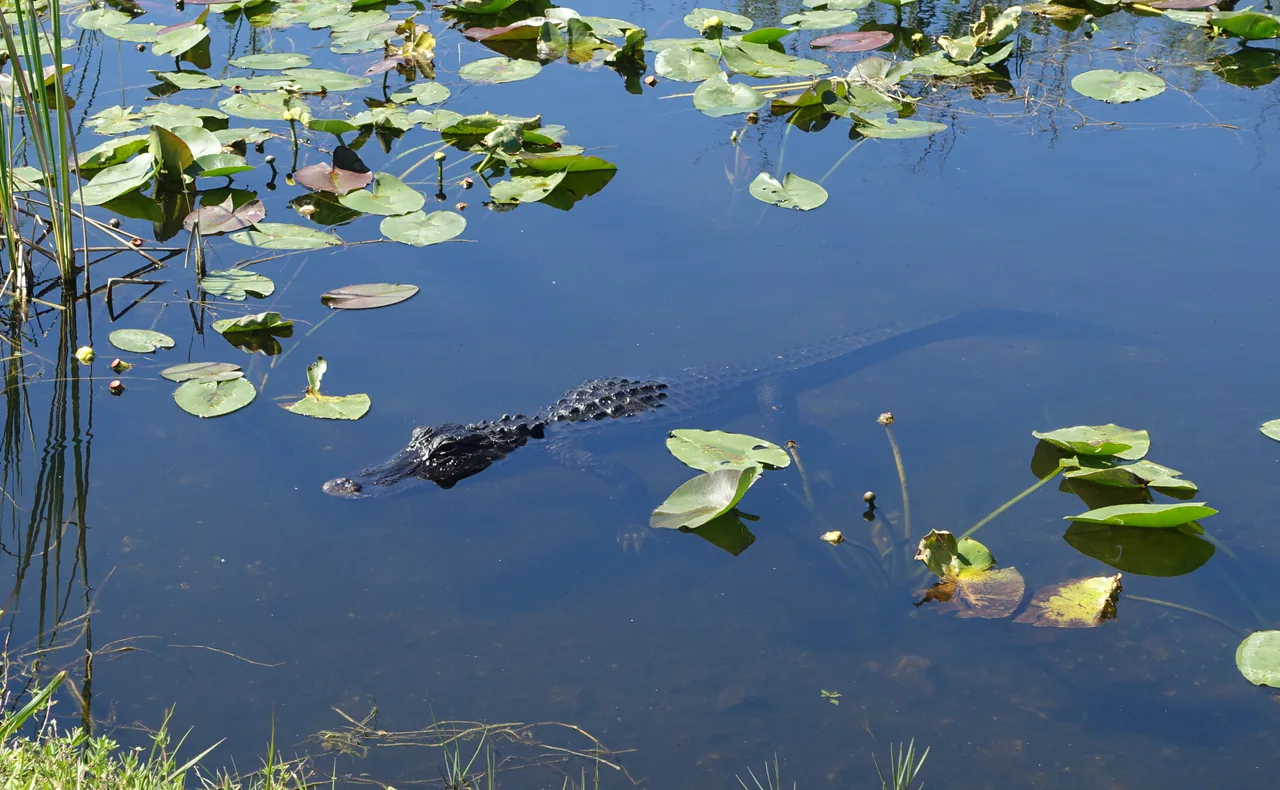 An American alligator resting beside the water at Shark Valley in the Everglades