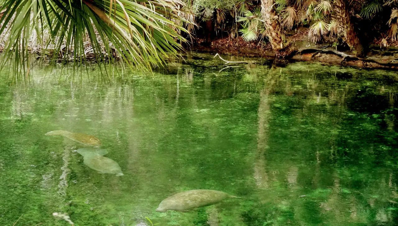 A group of manatees resting in the clear water of Blue Spring State Park
