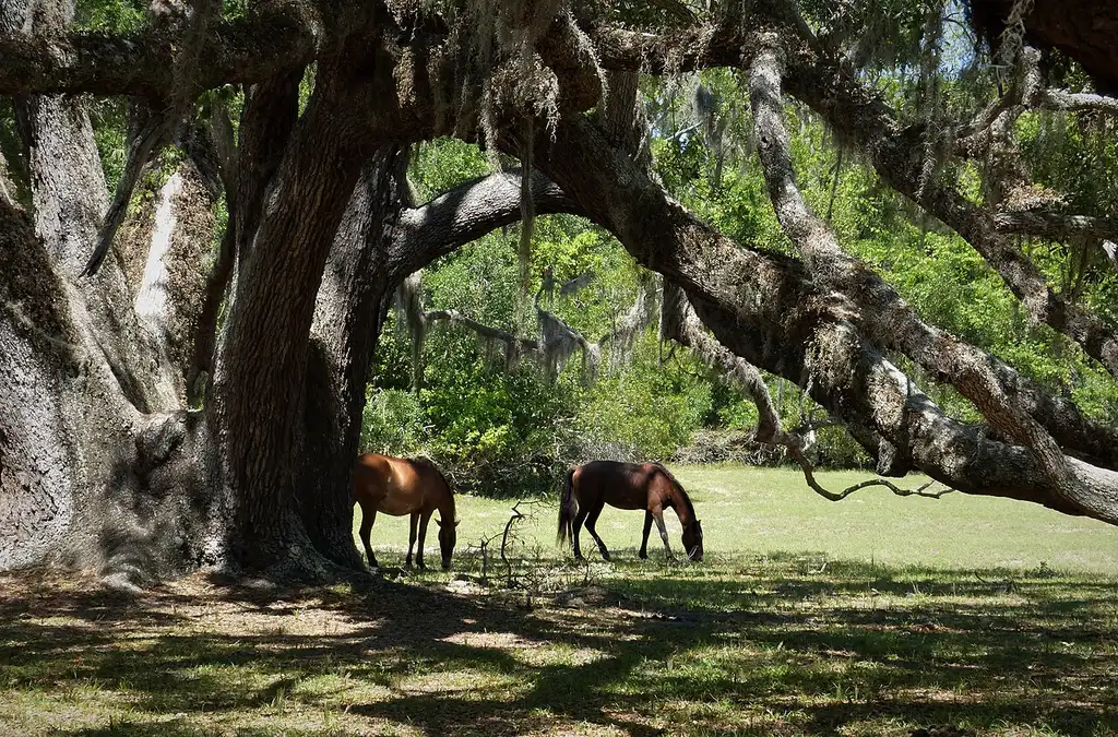 Wild horses grazing among dunes on Cumberland Island National Seashore in Georgia