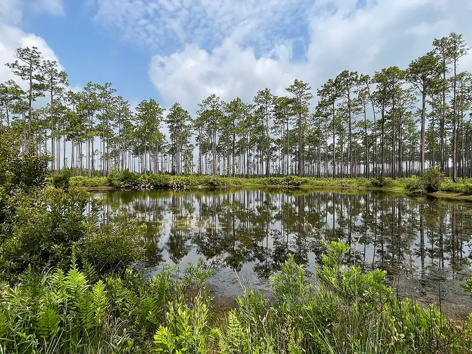 Cypress trees reflected in the still dark water of the Okefenokee Swamp in Georgia