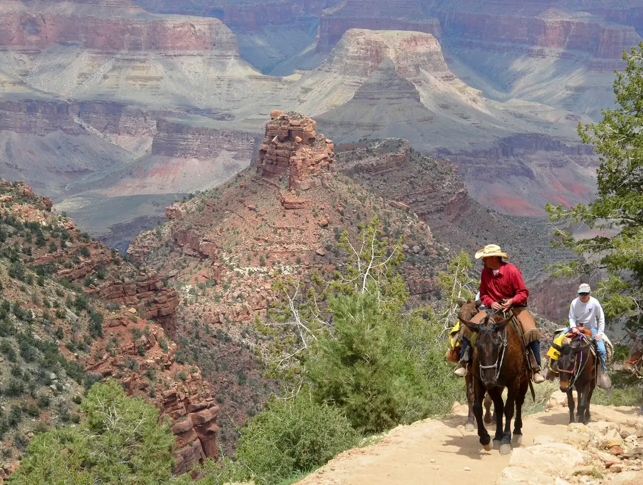 A mule train carrying riders along a narrow ledge on the Bright Angel Trail