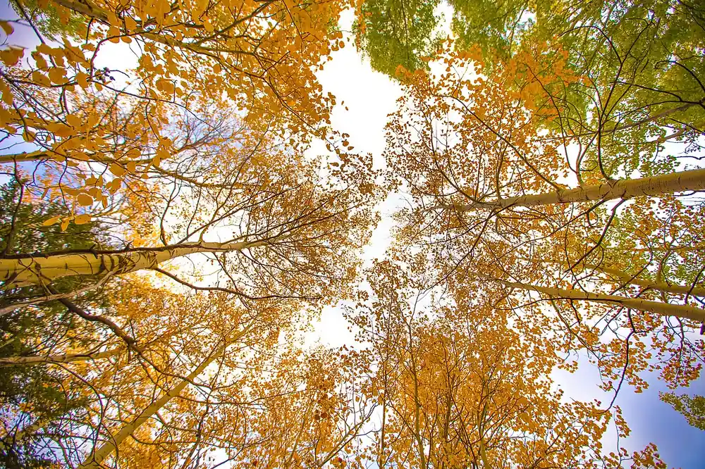 Golden aspen grove in fall inside Grand Teton National Park