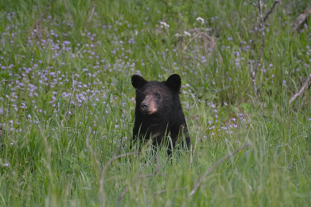 Adult black bear standing in tall grass in Cades Cove