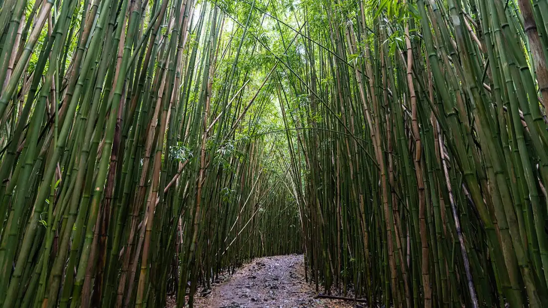 Dense bamboo forest trail in the Kipahulu section of Haleakala National Park