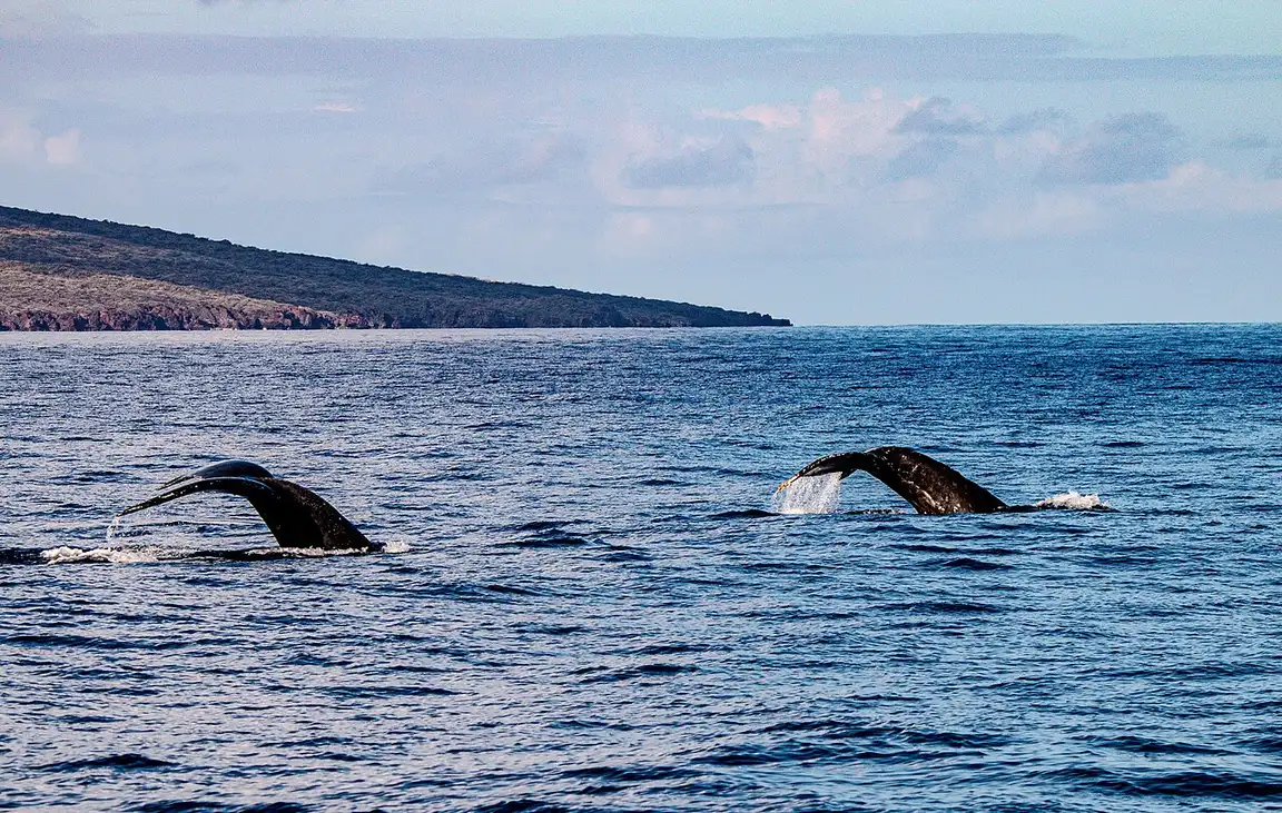 The tail flukes of a humpback whale above the water off the coast of Maui