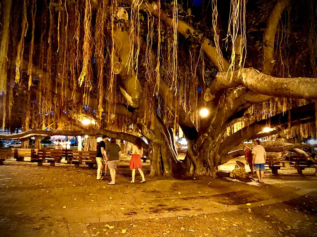 The vast canopy of the historic banyan tree in Lahaina, Maui