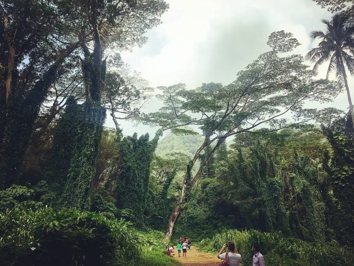 The muddy rainforest trail leading to Manoa Falls above Honolulu