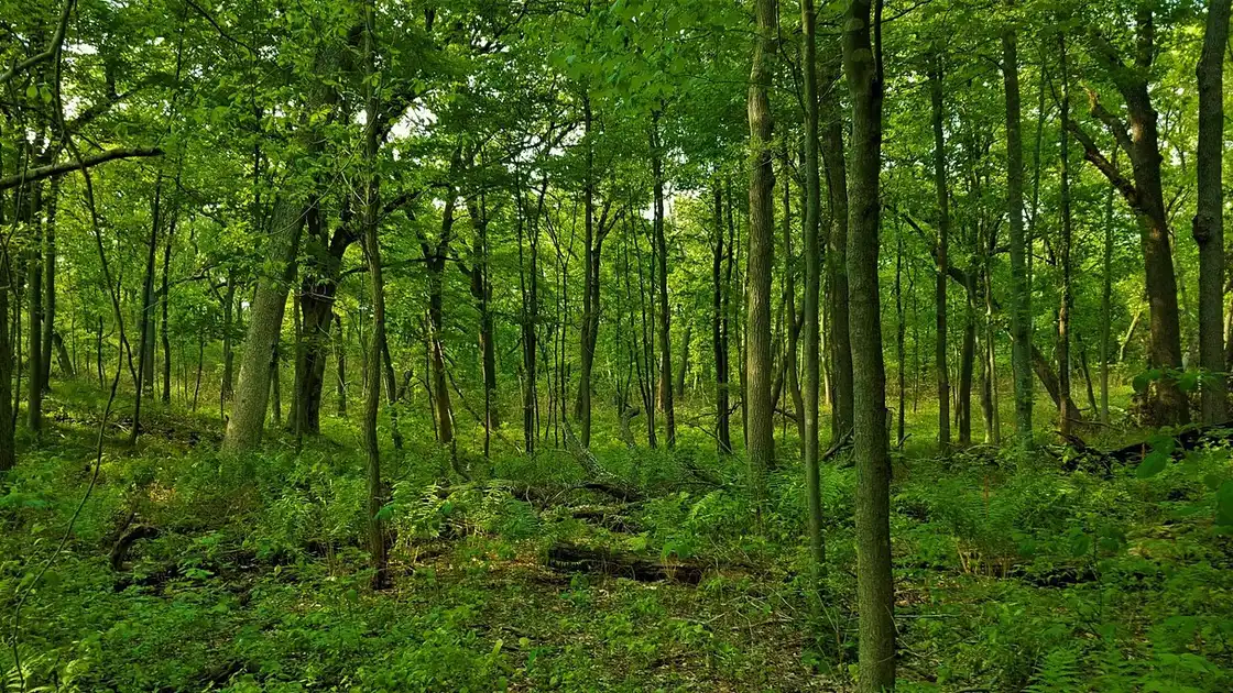 Forest trail at Cowles Bog in Indiana Dunes National Park