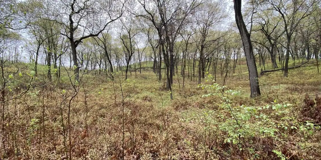 Black oak savanna on grass-covered dunes at Indiana Dunes