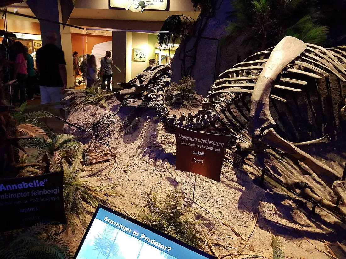 Dinosaur skeletons in the Dinosphere exhibit at the Children's Museum of Indianapolis