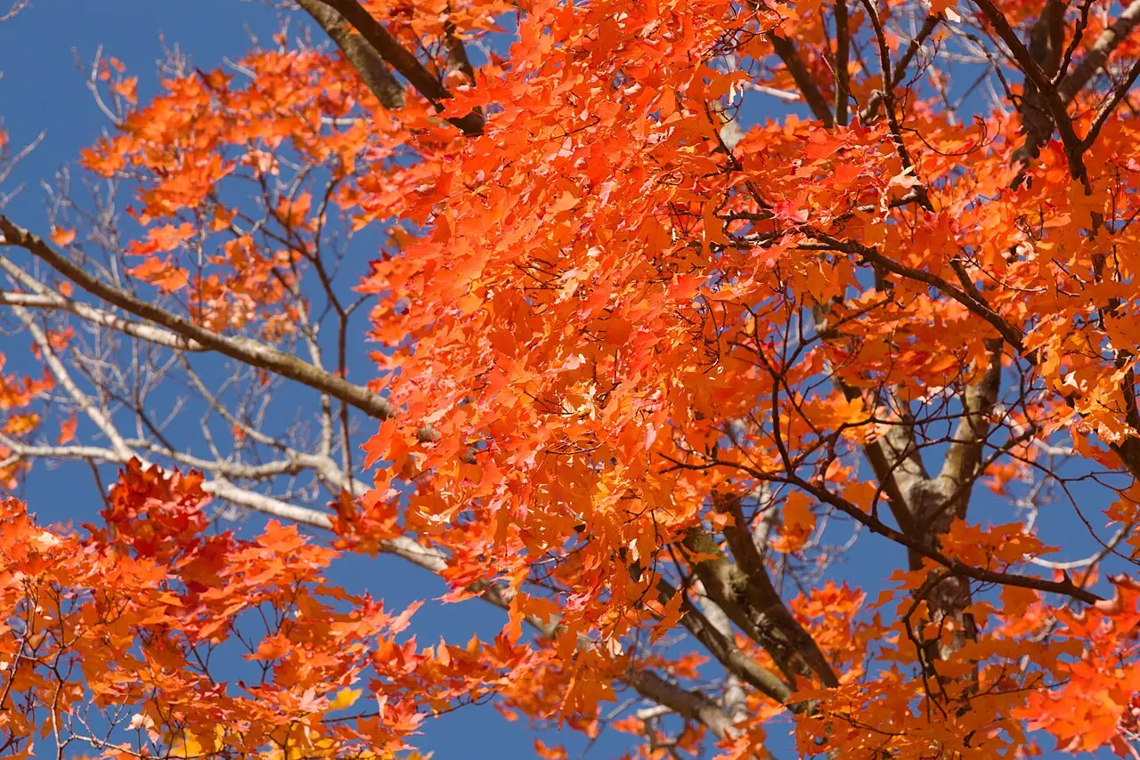 Fall color on forested bluffs at Effigy Mounds National Monument above the Mississippi