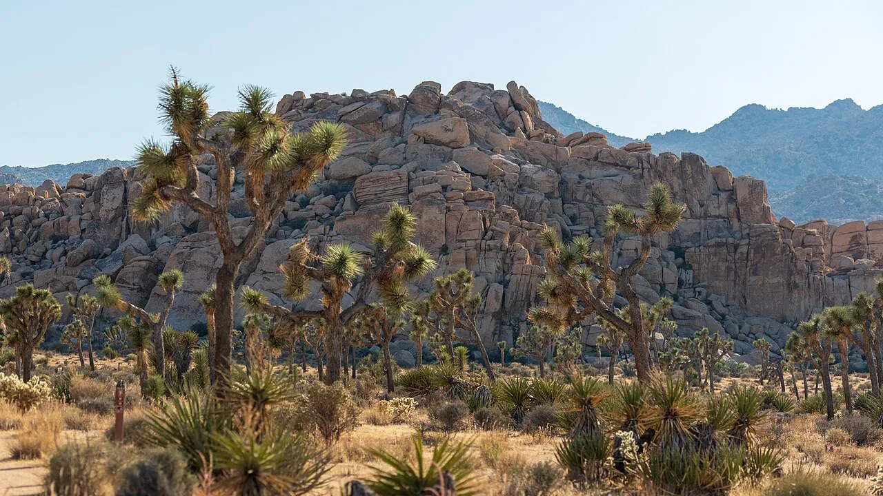 Joshua trees and boulder piles across a desert valley in Joshua Tree National Park