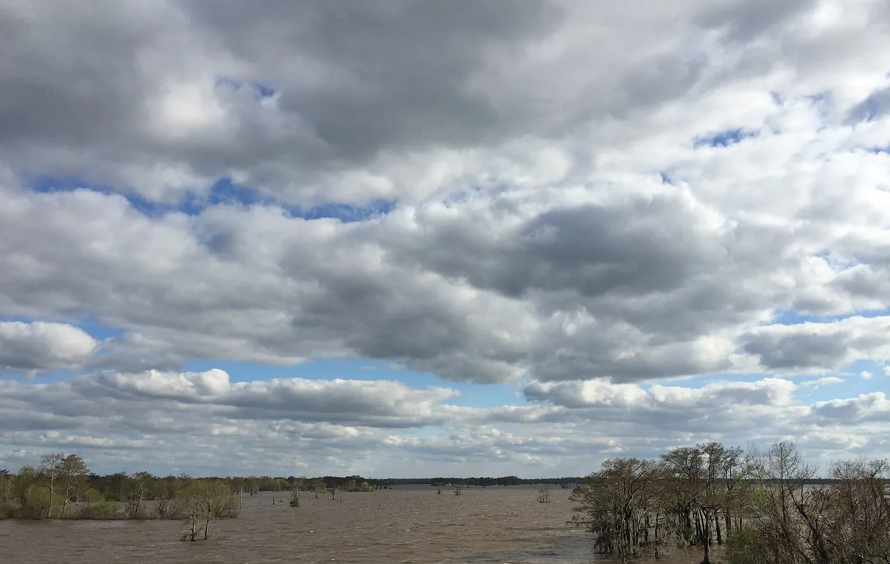 The flooded Atchafalaya Swamp seen from Interstate 10 with drowned cypress trees under a wide cloudy sky
