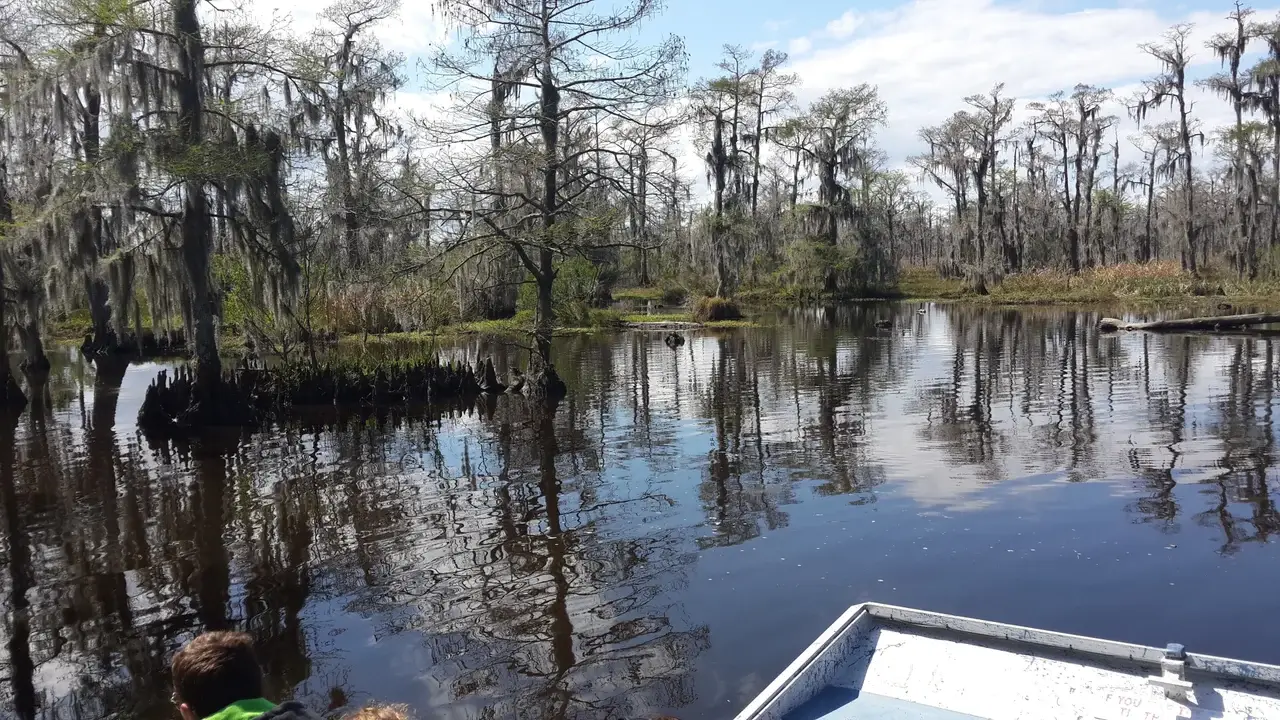Bald cypress hung with Spanish moss standing in still water in a Louisiana swamp