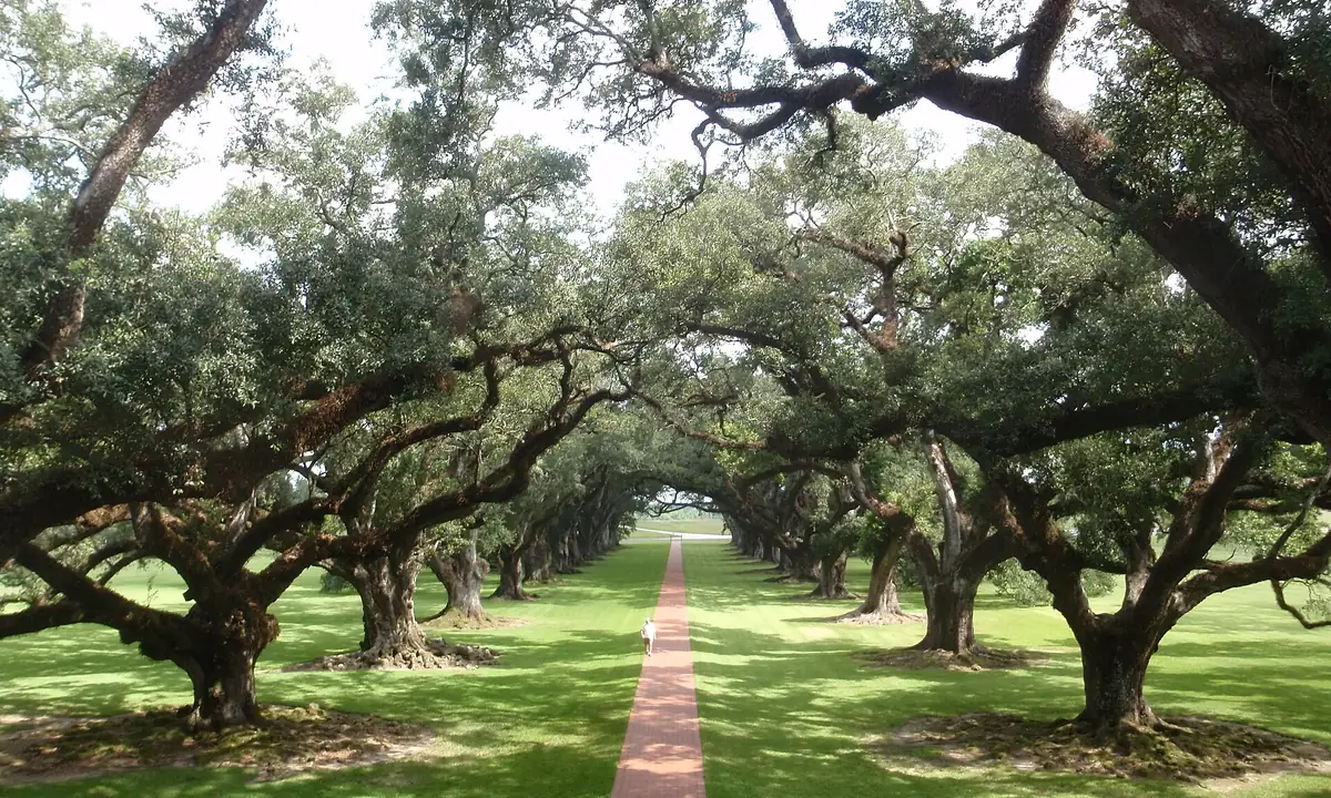 The corridor of ancient live oaks at Oak Alley Plantation seen from the house toward the river