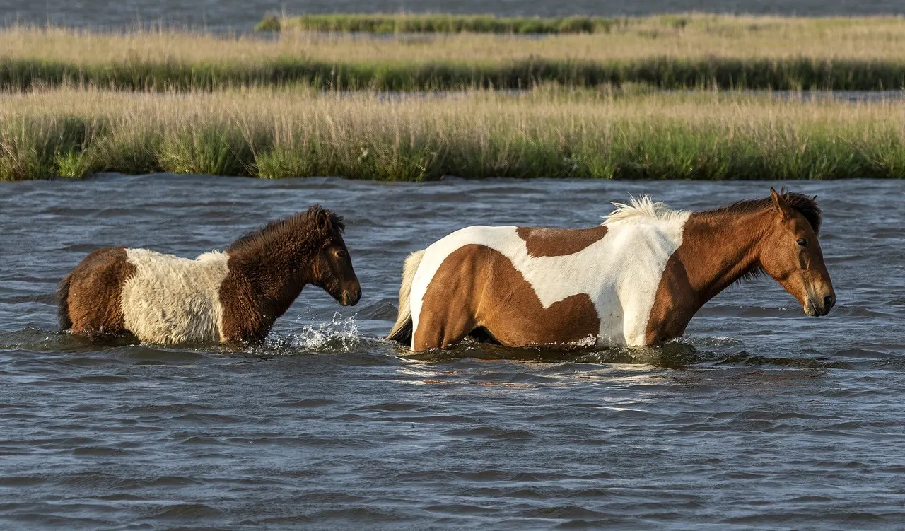 Wild Assateague pony and foal standing in dune grass on Maryland's barrier island
