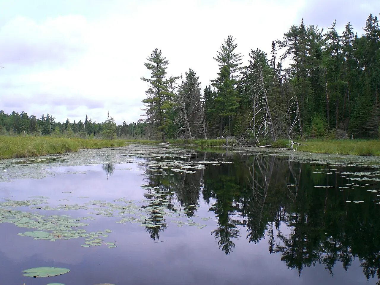 Still Boundary Waters channel with lily pads and pines reflected in the water