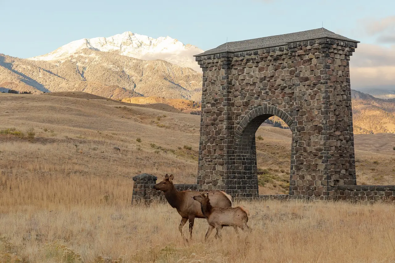 Elk walking past the Roosevelt Arch at Yellowstone's North Entrance in Gardiner, Montana