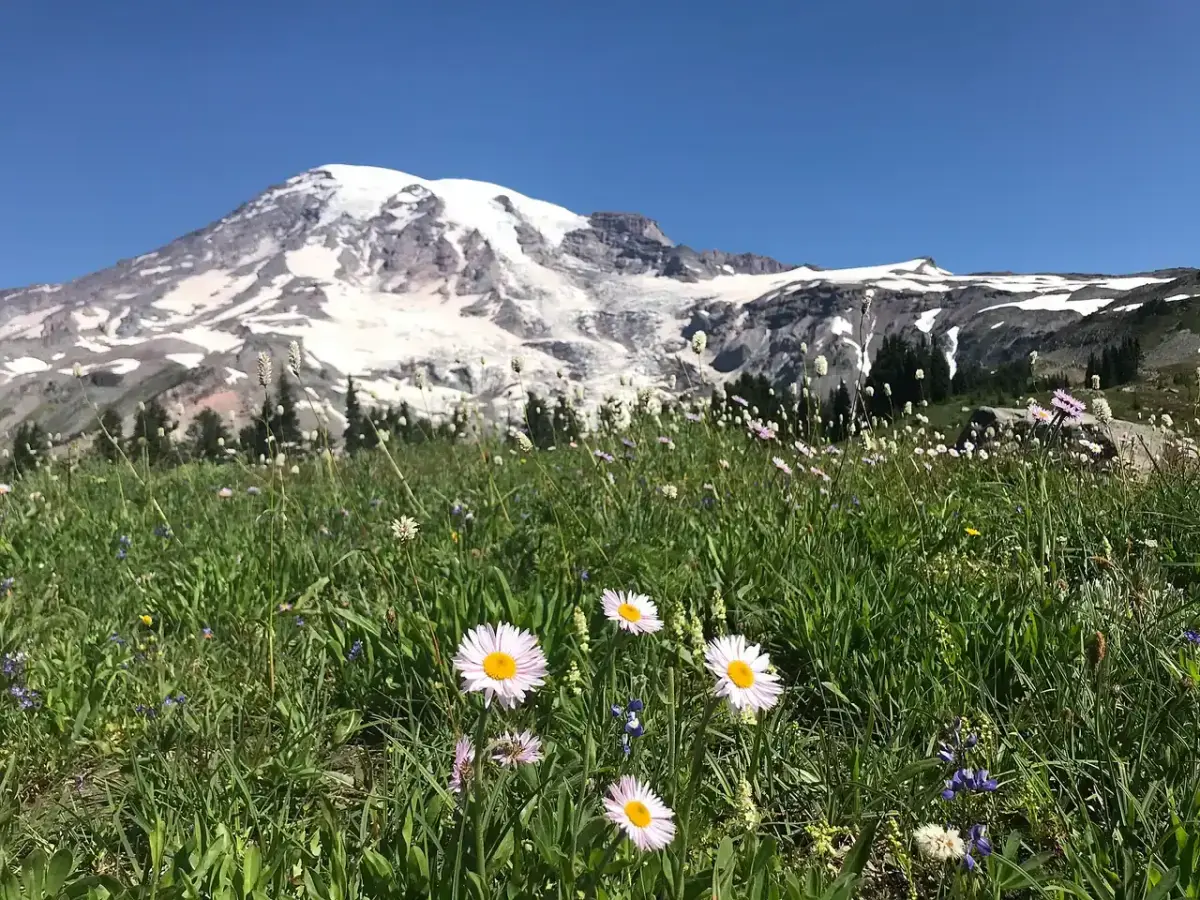 Subalpine daisies in a meadow with Mount Rainier filling the sky behind