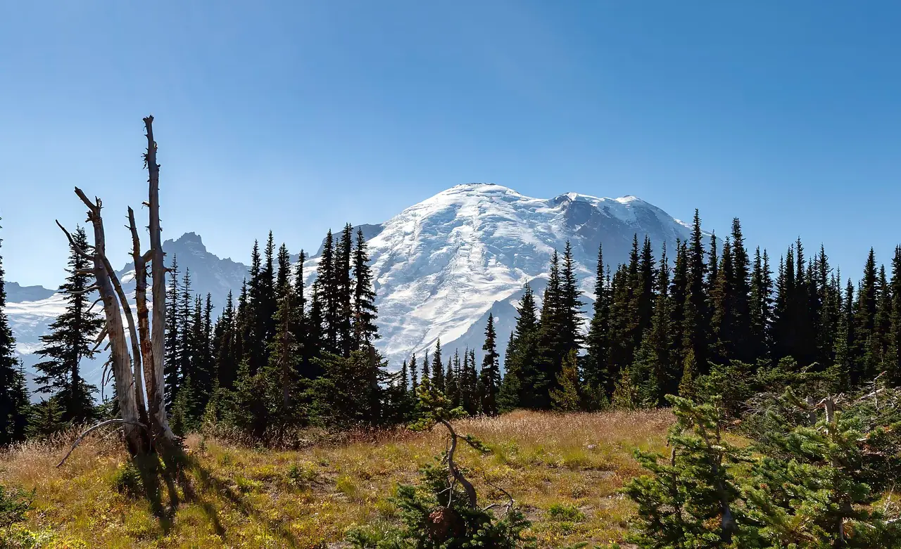 Mount Rainier seen from the Sunrise area across subalpine meadows