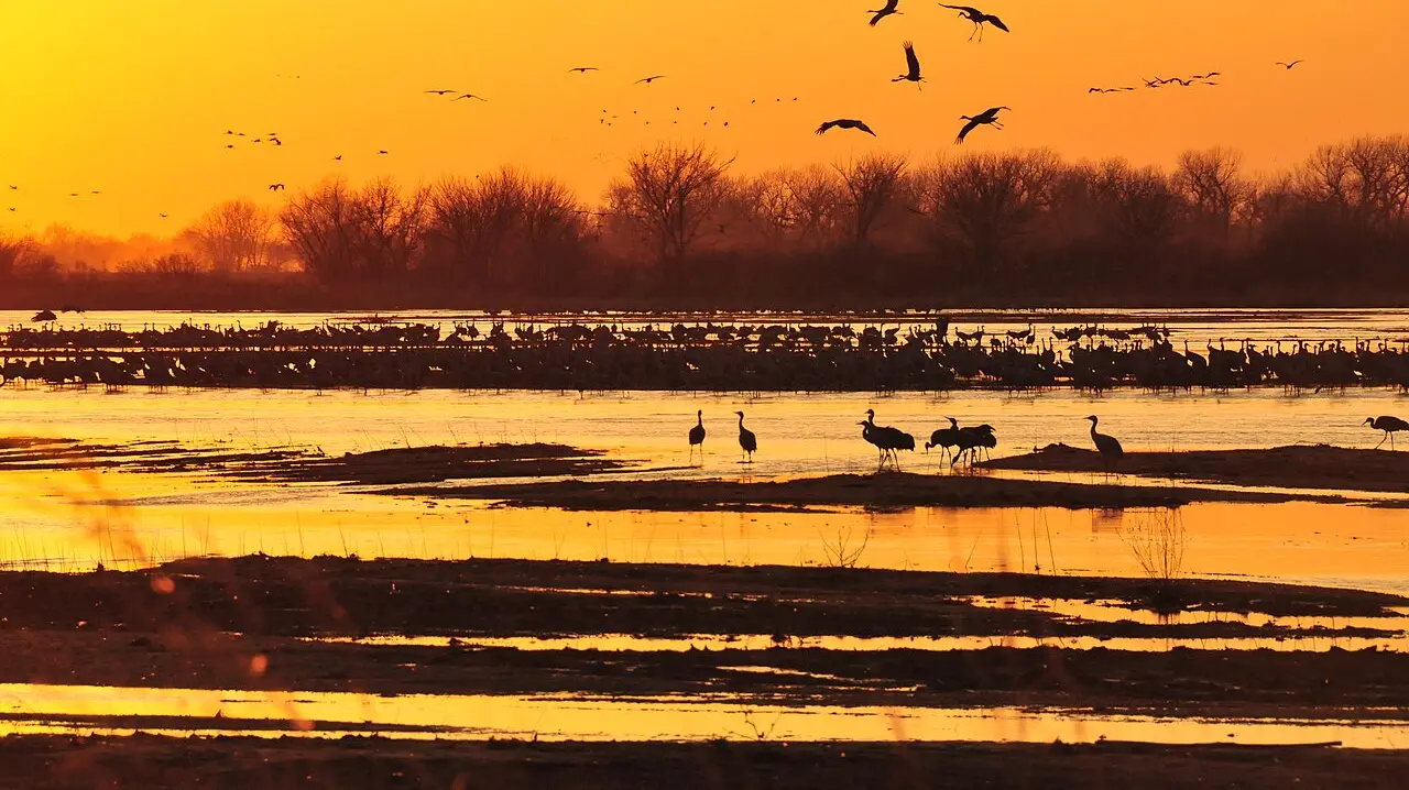 Flocks of sandhill cranes flying in to roost on the Platte River in central Nebraska