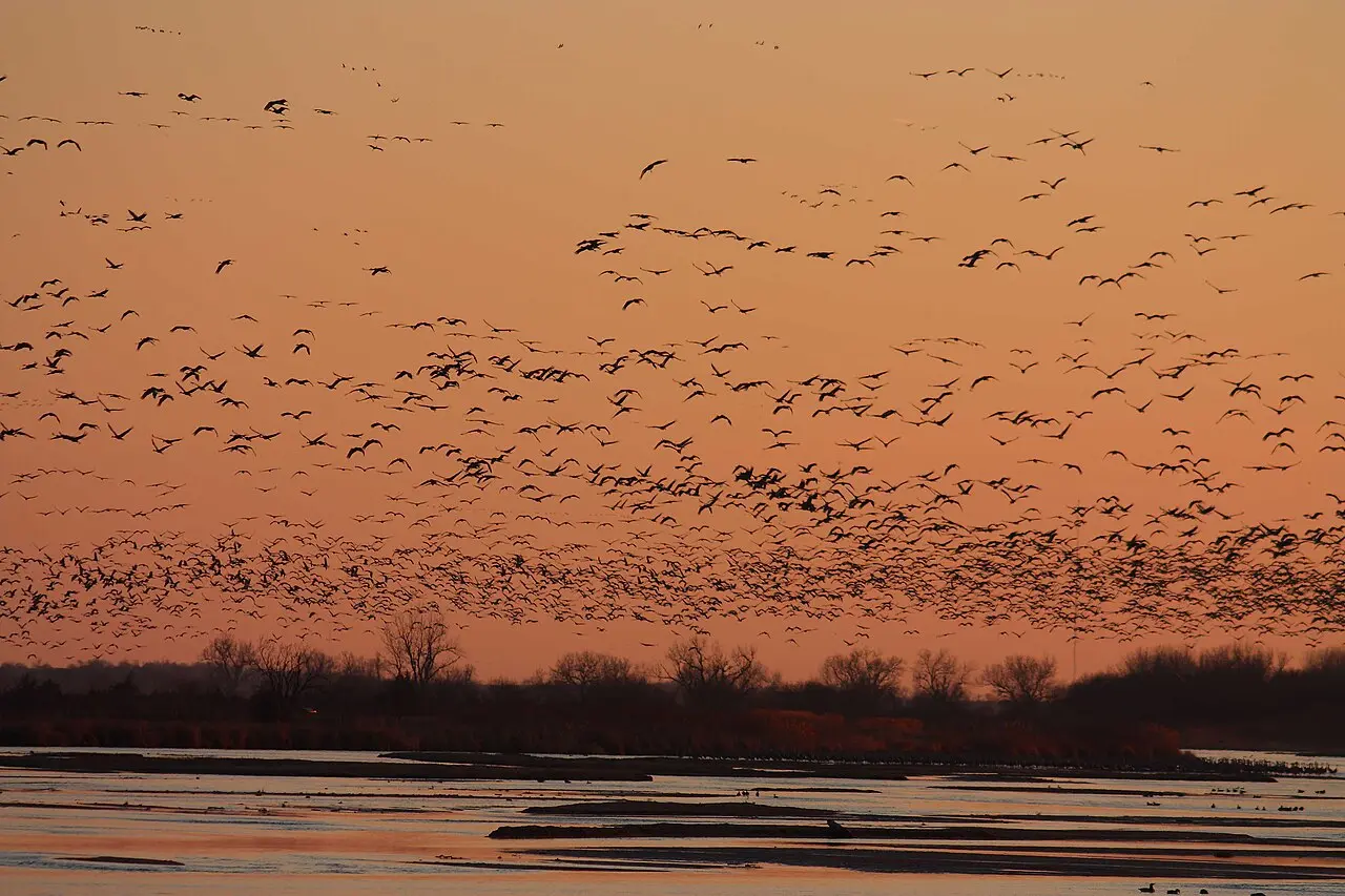 Sandhill cranes standing and feeding in a Nebraska field