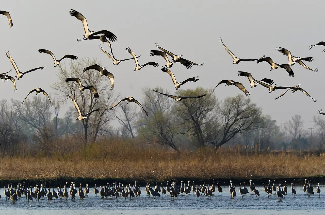 Sandhill cranes migrating along the Platte River in central Nebraska