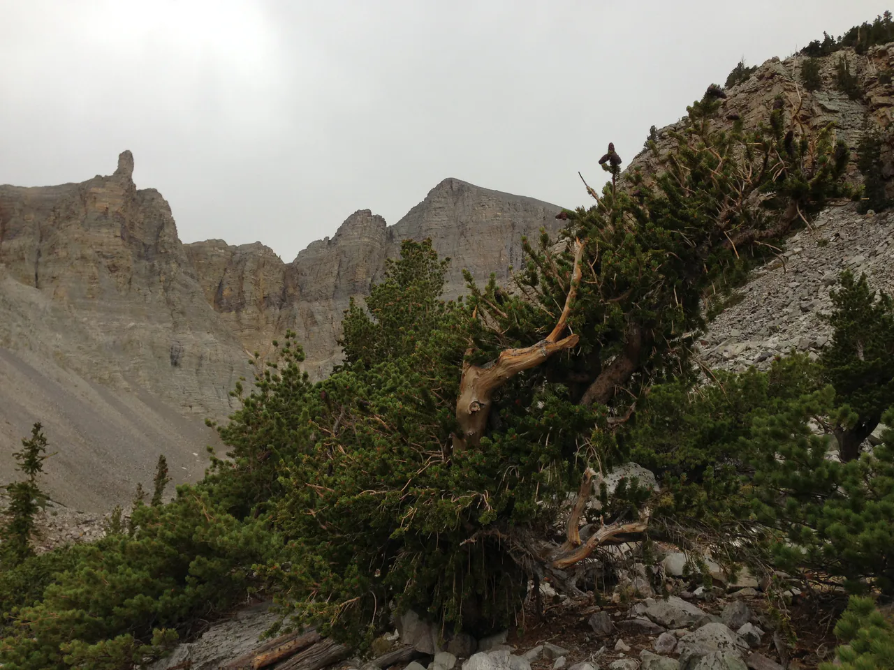 A gnarled ancient bristlecone pine on the Glacier Trail with Wheeler Peak rising behind in Great Basin National Park