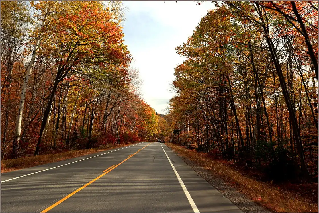 Dense orange and red forest along a New England fall scenic highway