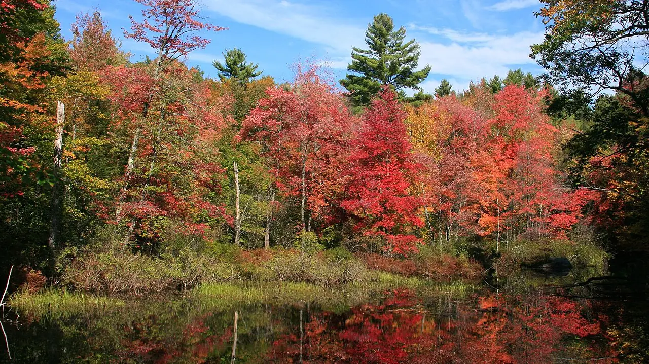 Red maples in full fall color reflected in a still pond in the White Mountains, New Hampshire