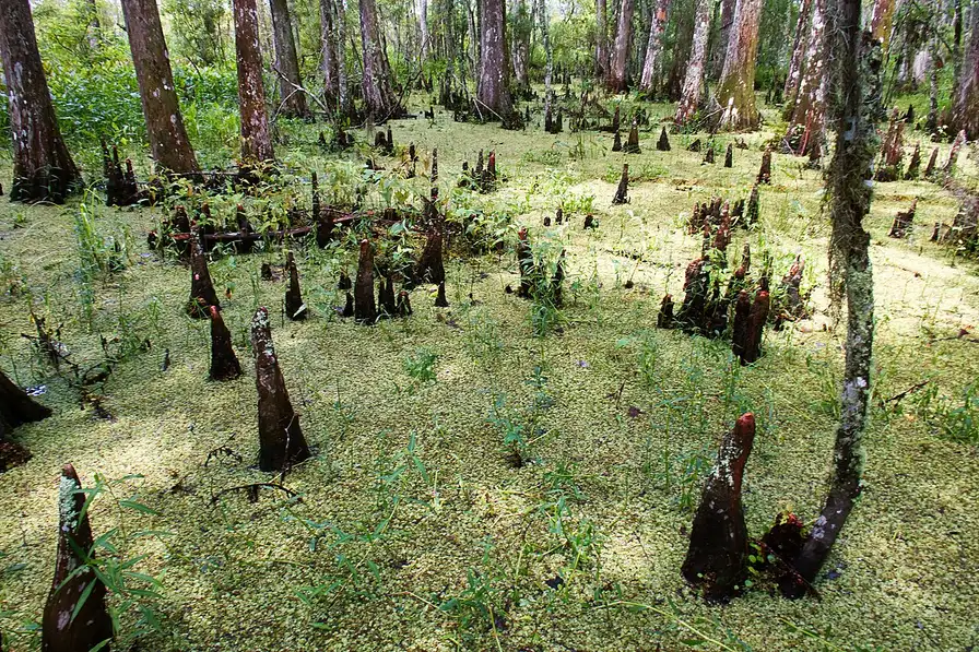 Bald cypress trees and duckweed in the swamp at Barataria Preserve near New Orleans