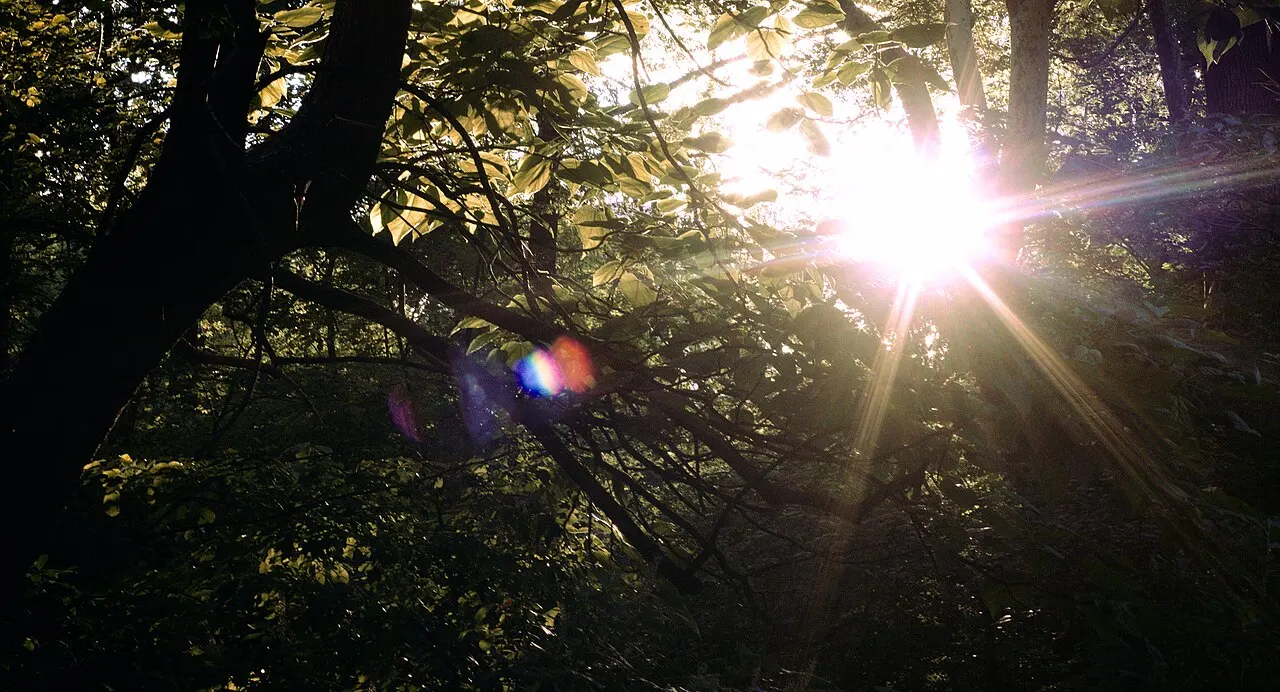 A sunlit meadow in Central Park surrounded by trees in New York City