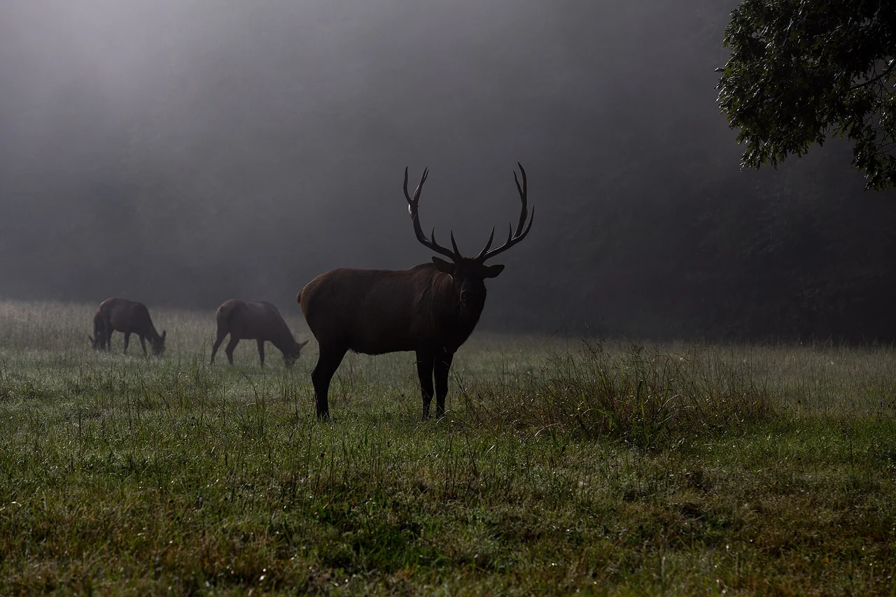 A bull elk standing in the meadow at Cataloochee valley in the Great Smoky Mountains