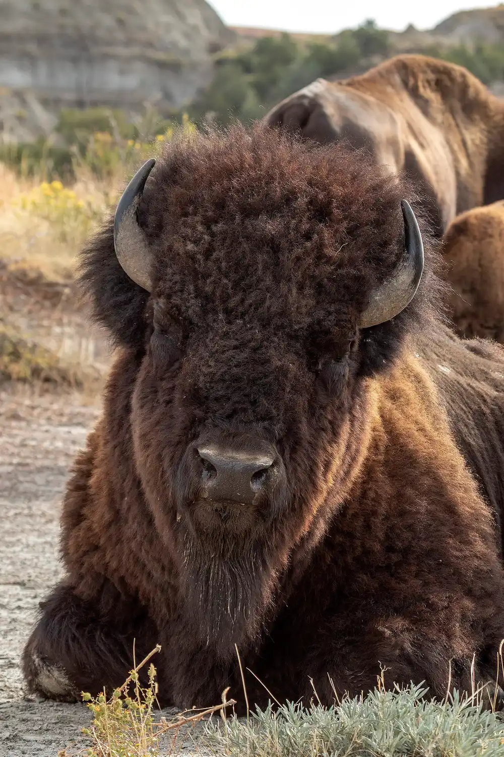 Bison standing in prairie grass inside Theodore Roosevelt National Park