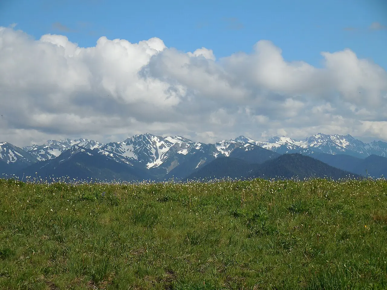 Subalpine meadow at Hurricane Ridge with the snow-capped Olympic Mountains behind