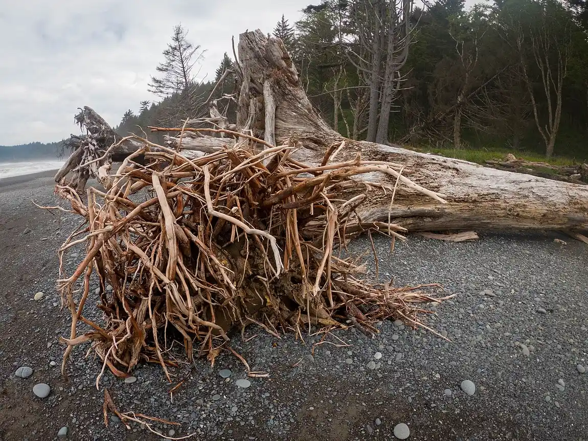 A large driftwood log and root system on the gravel beach at Rialto Beach on the Olympic coast