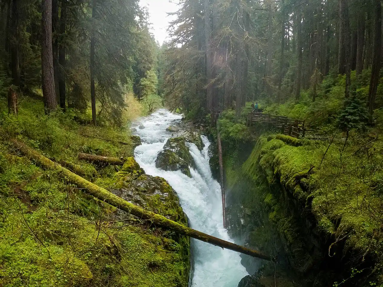 Sol Duc Falls dropping through a mossy gorge in old-growth forest