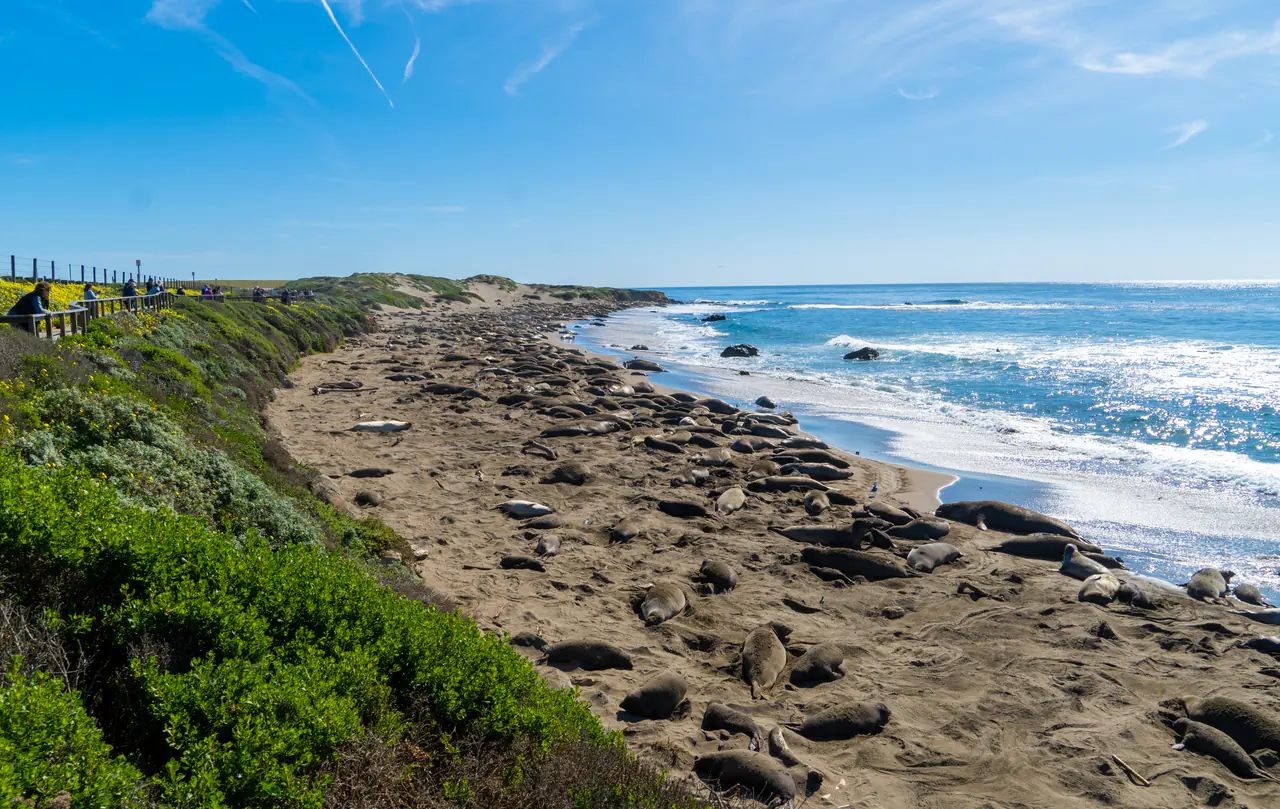 Northern elephant seals lying on the beach at the Piedras Blancas rookery