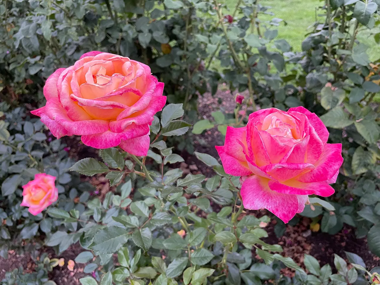 Rows of roses in the International Rose Test Garden with Portland in the distance