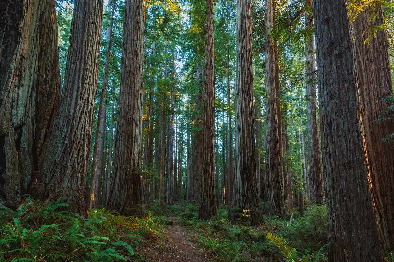 A narrow footpath running between old-growth coast redwood trunks and ferns in Prairie Creek Redwoods, part of Redwood National and State Parks