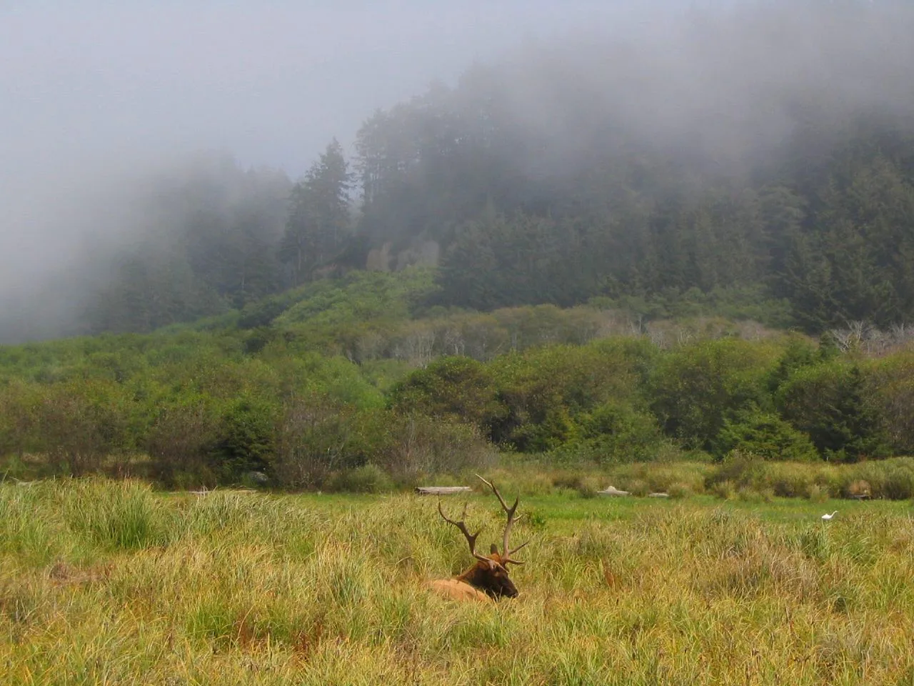 A Roosevelt elk standing in a grassy meadow at Prairie Creek Redwoods State Park